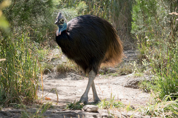 the cassowary is walking around looking for food