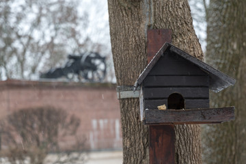 a pigeon feeder in the form of a wooden house hangs on a tree in winter. a piece of bread lies on the manger.