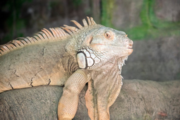 this is a close up of a green iguana
