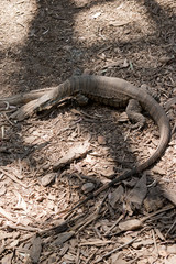 the lace lizard is hard to spot as he blends in with the backgroung