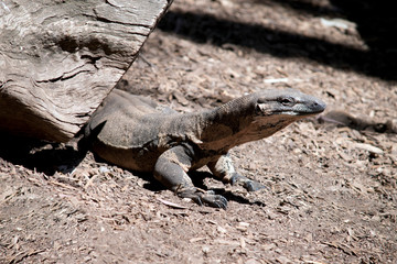 the lace monitor lizard is leaving a hollow log