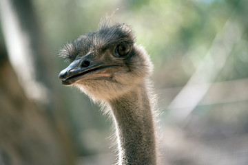 this is a close up of an ostrich