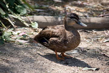 this is a side view of a Pacific black duck