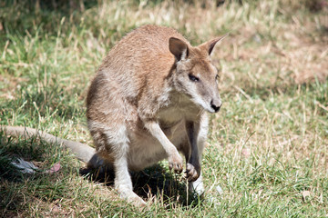 Naklejka na ściany i meble the red necked wallaby is resting in the grass
