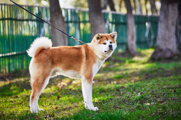 Bright red-haired beautiful purebred dog Akita Inu for a walk in the park. Lake and green grass on the background. Summer day outside.