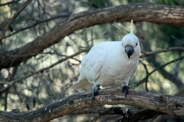 the sulphur crested cockatoo is perched on a tree