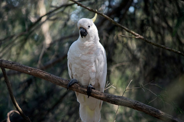 the sulphur crested cockatoo is perched on a tree