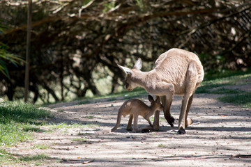 the western grey kangaroo and joey are in the park