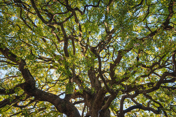 A big lush green tree top against blue sky at the Meiji park, Tokyo, Japan