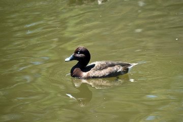 this is a side view of a white eyed duck