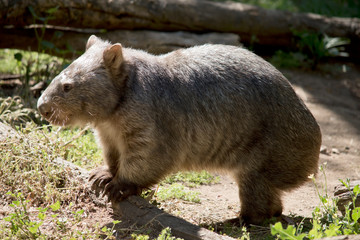 Naklejka premium this is a side view of a common wombat