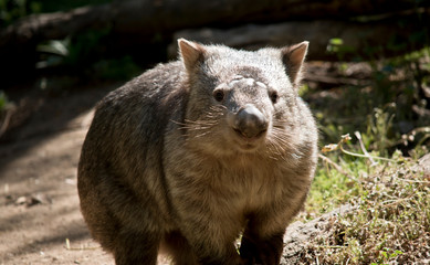 this is a close up of a common wombat