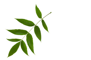 Ash green leaf isolated on white background