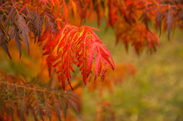 Bright multicolored autumn leaves on the tree. Blurred the background. Shallow depth of field.