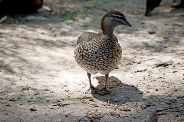 the Australian wood duck is walking through bush land
