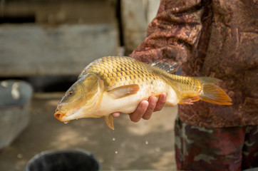 Carp fish in human hand, caught live fish, fishing, closeup, shallow depth of field
