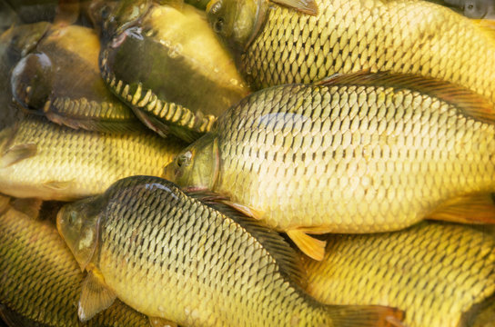 Kiemenatmung Bilder Durchsuchen 974 Archivfotos, und