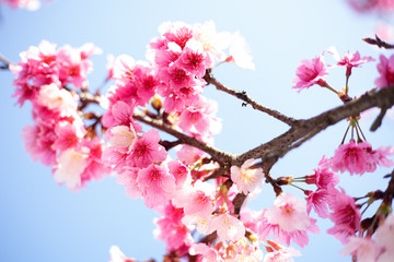 Obraz premium 桜