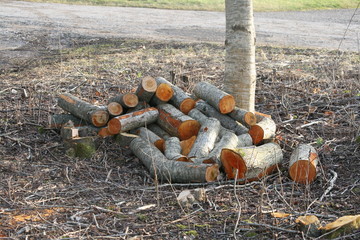 Brennholz als nachwachsender Rohstoff