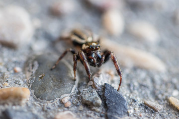spider up close