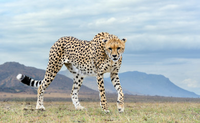 Wild african cheetah, beautiful mammal animal