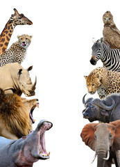 Group of African safari animals together