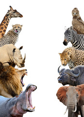 Group of African safari animals together