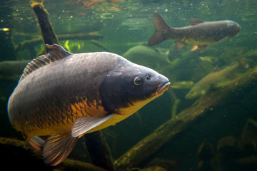 Freshwater fish carp (Cyprinus carpio) in the pond - 318466240