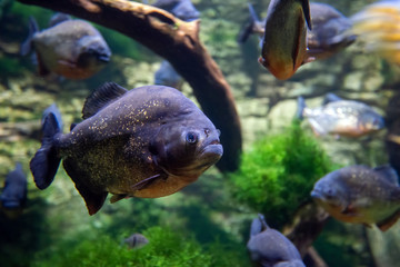 Piranha fishes in a natural environment