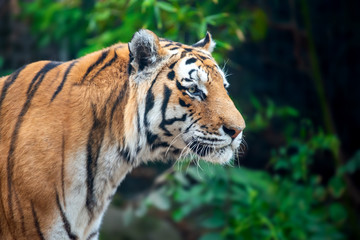 Fototapeta na wymiar Close up Tiger on trees background