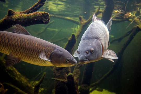 Freshwater Fish