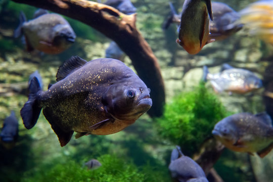 Piranha fishes in a natural environment