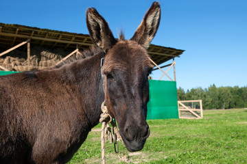 Portrait of a donkey on a farm tied to a field