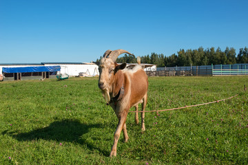 Portrait of a goat on a farm tied to a field
