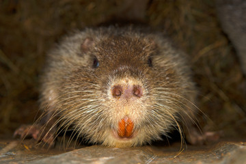 Nutria, or coipu, or marsh beaver (lat.Myocastor coypus) - a mammal of the rodent order, the only species of the nutria family (Myocastoridae)