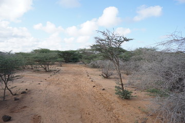 African bush land, Djibouti