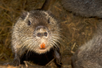 Nutria, or coipu, or marsh beaver (lat.Myocastor coypus) - a mammal of the rodent order, the only species of the nutria family (Myocastoridae)