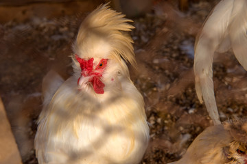 White fluffy chicken in a chicken coop on a farm