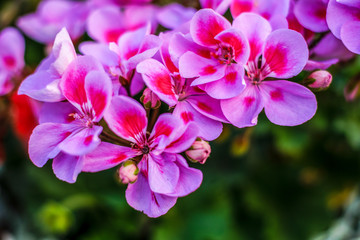 Fototapeta na wymiar A pelargonium, pink geranium on the branch in the garden in spring