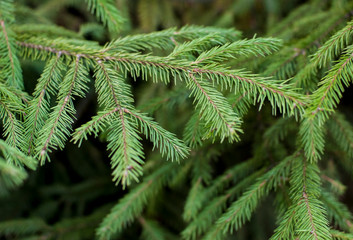 Spruce branches large elanom