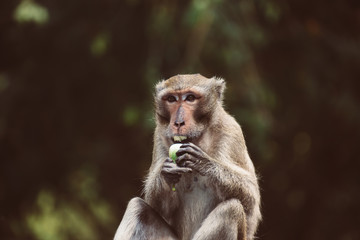 Monkey sitting in natural forest and eating vegetable,Animal wildlife