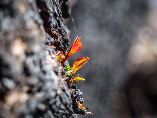 The resilience of nature after bushfires. 