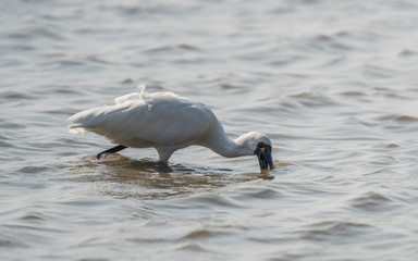 Black-faced Spoonbill at waterland in shenzhen,china.