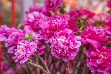 Obraz premium Pink peony in the garden.