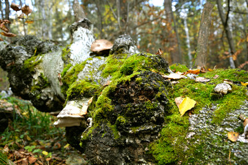 A fallen birch covered with moss. Photo Image