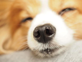 茶白の犬の鼻の頭