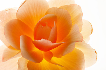 Obraz premium begonia flower on the white background