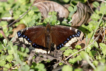 Mourning Cloak (Nymphalis antiopa)  butterfly basking in a warm winter day. Santa Clara County, California, USA.