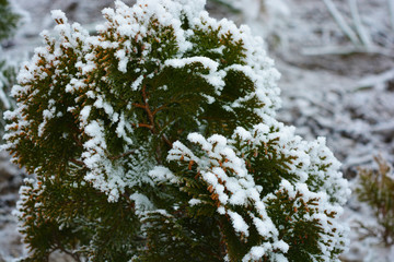 Green bright thuja Aurena Nana under a cover of white snow, bright hoarfrost and beautiful snowflakes.