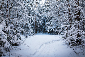 Beautiful winter scenery with forest full of trees covered snow